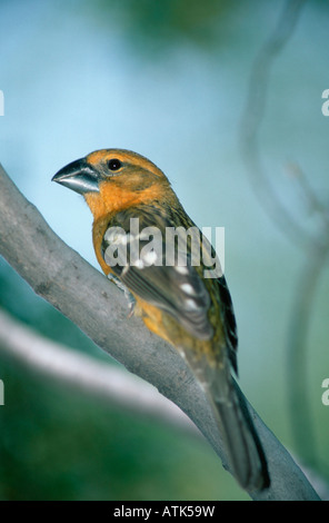 Giallo / Grosbeak Gelbkopf-Kernknacker Foto Stock