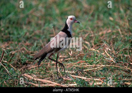 Bianco-Crowned Plover / Bianco-guidato Pavoncella / Langspornkiebitz Foto Stock