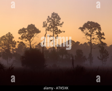 Alberi di pino nella nebbia mattutina Big Cypress National Preserve Florida Dicembre 1998 Foto Stock