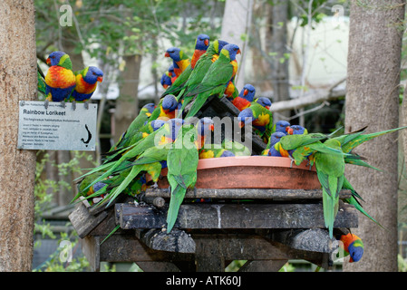 Rainbow Lory / Regenbogenlori / Gebirgslori Foto Stock