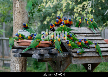 Rainbow Lory / Regenbogenlori / Gebirgslori Foto Stock