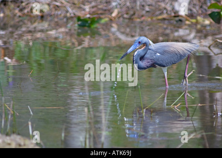 Everglades uccelli Foto Stock