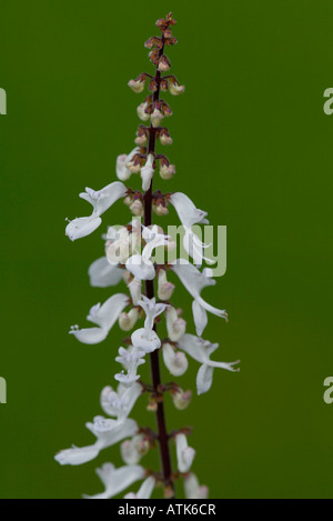 Edera svedese / Candela / Impianto Weihrauchpflanze / Weihrauchnessel Foto Stock