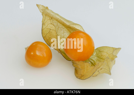Cape Gooseberry / Massa / ciliegio Kapstachelbeere Foto Stock