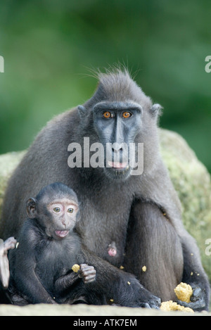 Sulawesi crestato macaco nero / Celebes Ape / Schopfmakak Foto Stock