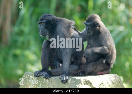 Sulawesi crestato macaco nero / Celebes Ape / Schopfmakak Foto Stock