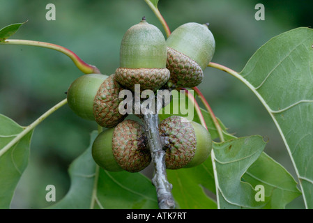Oaks / Eicheln / Sommereiche / Stieleiche Foto Stock