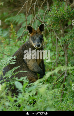 Swamp Wallaby / Sumpfwallaby Foto Stock