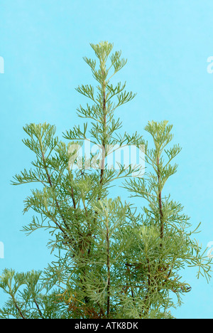 Artemisia abrotanum Foto Stock