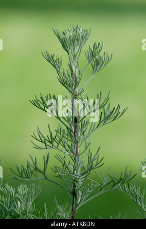 Artemisia abrotanum / Foto Stock