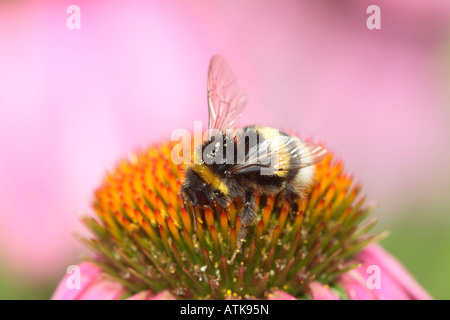 Buff-tailed Bumble Bee Foto Stock