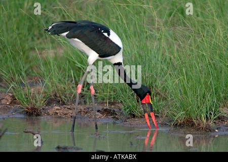 Sella-bill Stork Foto Stock