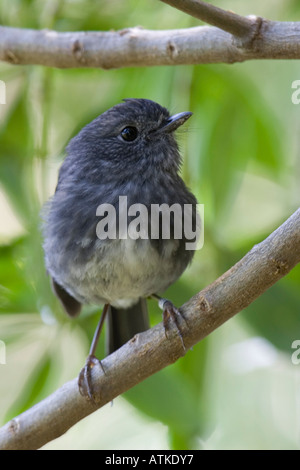 Isola del nord Robin (Petroica longipes) appollaiato sul ramo Foto Stock