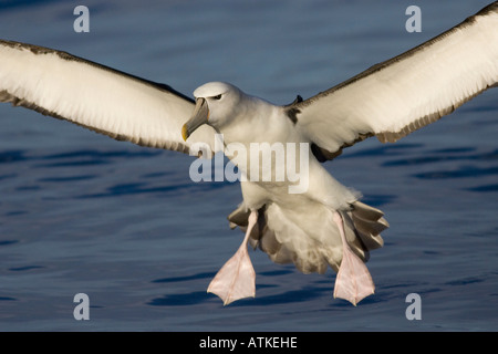 Bianco-capped Albatross in arrivo a terra Foto Stock
