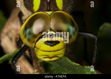 Close-up di Southern Hawker testa a forma di libellula Foto Stock