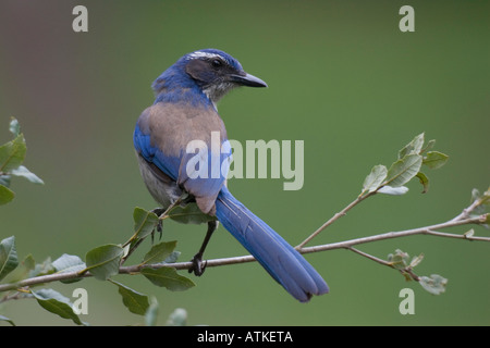 Western Scrub Jay (Aphelocoma californica) seduto sul ramo Foto Stock