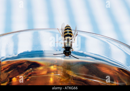 Wasp tedesco Foto Stock