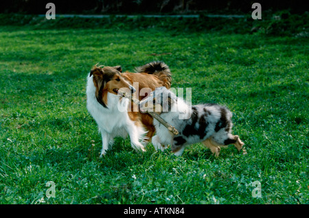 Rough Collie Foto Stock