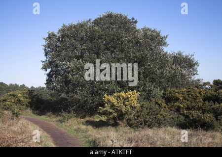 Quercus ilex Leccio, Evergreen, o Holly Oak, Dunwich Heath, Suffolk, Inghilterra Foto Stock