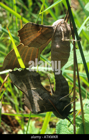 Il PIOPPO Hawkmoths (Laothoe populi) coniugata in erba Foto Stock