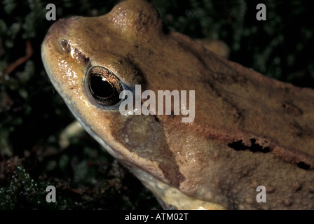 Rana temporaria, europeo comune Rana marrone, Italia Foto Stock