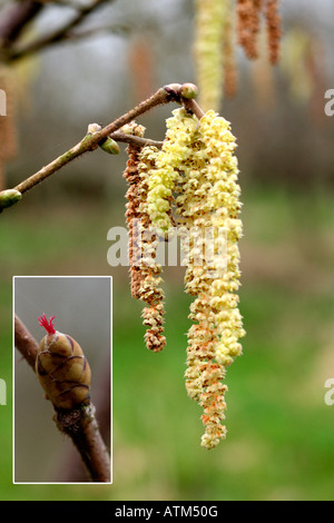 Amenti sul nocciolo Corylus avellana in primavera Foto Stock