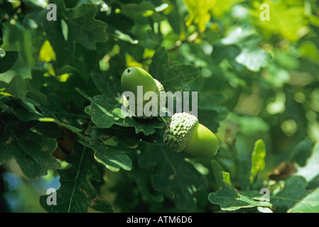 Ghiande ancora sulla quercia Foto Stock