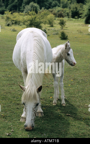 Una nuova foresta pony e il suo puledro al pascolo Foto Stock
