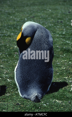 Sleeping pinguino reale punto di volontariato nelle Isole Falkland Foto Stock