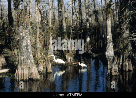 Great White Egret (Egretta alba) e White Ibis (Eudocimus albus) nella palude, Big Cypress National Preserve, Florida, USA Foto Stock