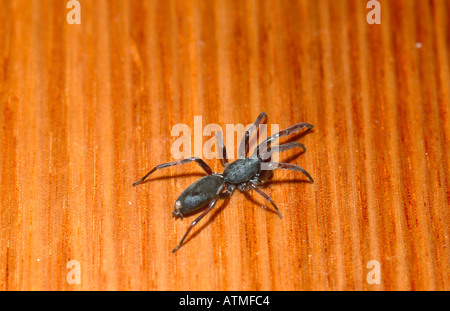 Infame White Tailed spider camminando sul pavimento Foto Stock