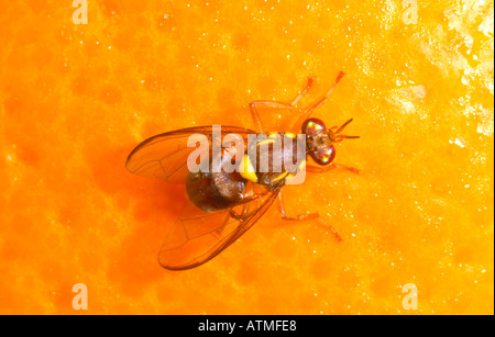 Femmina frutto del Queensland volare su Orange Foto Stock