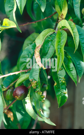 Peach leaf curl malattia fungina su albero di pesche noci Foto Stock