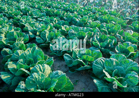 Verza Foto Stock