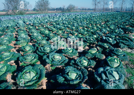Verza Foto Stock