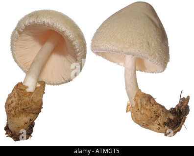 Silky Rosegill Volvariella bombycina. Attaccato al legno branchie cap Surrey in Inghilterra Settembre Commestibile ma raro Foto Stock