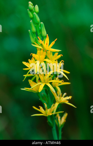 Bog Asphodel Foto Stock