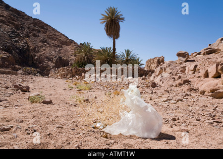 Un sacchetto di plastica scartato rifiuti da un'oasi in remoto habitat desertico. Sinai Deserto Egitto Asia Foto Stock