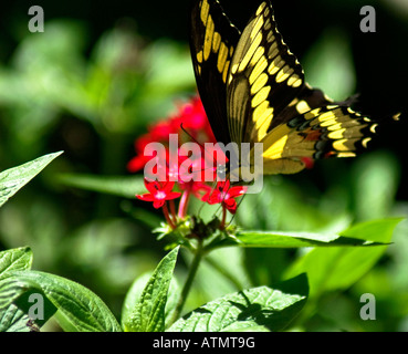 Butterfly scende su un fiore Foto Stock