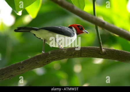 Red-capped cardinale in appoggio su una struttura ad albero Foto Stock