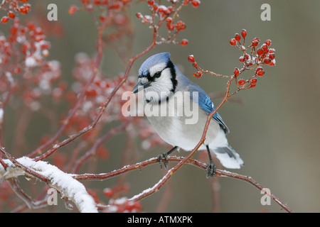 Blue Jay arroccato nella coperta di neve Multiflora Bacche di Rosa Foto Stock