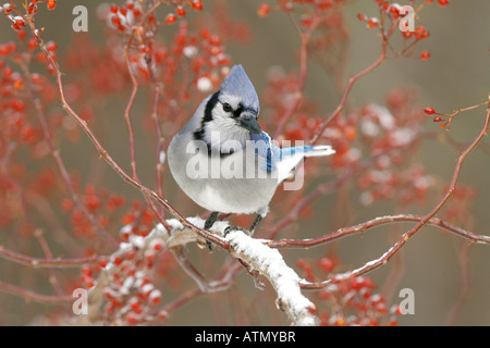 Blue Jay arroccato nella coperta di neve Multiflora Bacche di Rosa Foto Stock