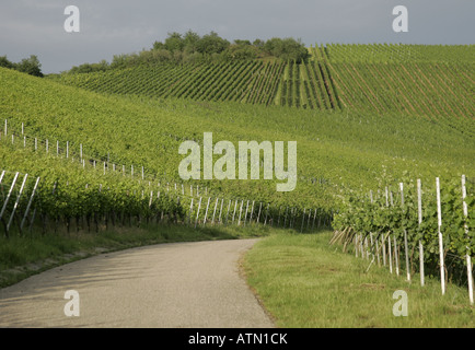 Road passando attraverso un vigneto in Weinstadt,Germania. Foto Stock