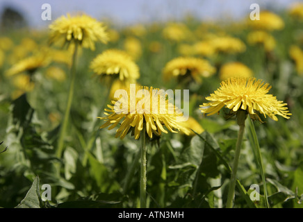 Campo dei Fiori di dente di leone Foto Stock