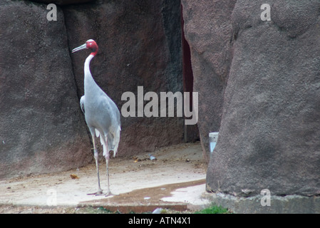 Gru di sarus Foto Stock