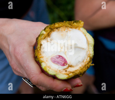 All'interno di una cialda di cacao Munduk Bali Indonesia Foto Stock