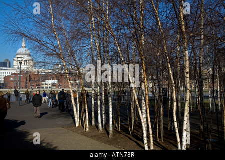 Argento di betulle al di fuori di Tate Modern St Pauls Londra Inghilterra Foto Stock