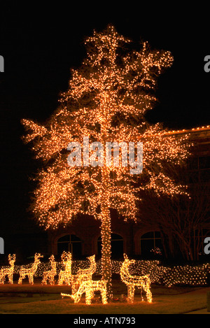 Accesa all'aperto albero di Natale di notte Foto Stock
