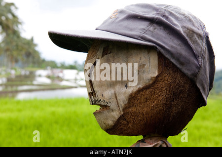 Lo Spaventapasseri indossando un cappello in le risaie Ubud Bali Indonesia Foto Stock