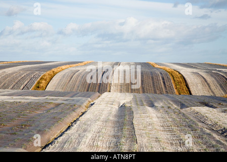 Fleece vegetale protezione antigelo inverno Giardino orticoltura Paesaggio. Ortaggi teneri protetti dal gelo sotto Agricultural Fleece, Scozia, Regno Unito Foto Stock